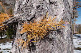 Image of Alpine Larch