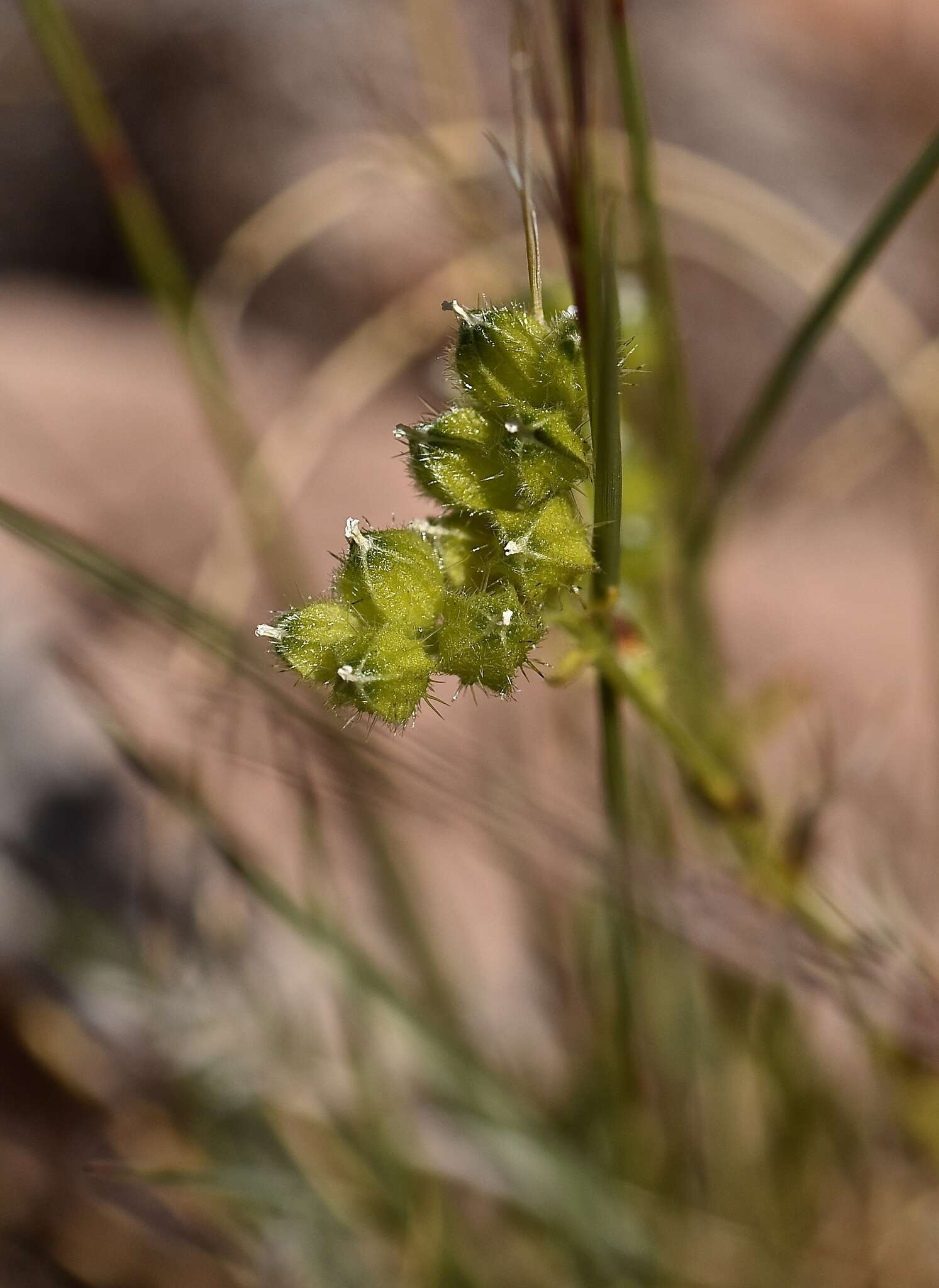 Plancia ëd Cryptantha pterocarya (Torr.) Greene