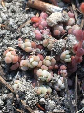 Sivun Sedum debile S. Wats. kuva