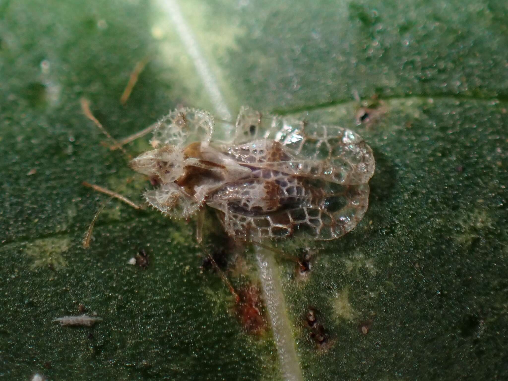 Image of Cotton lace bug