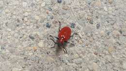 Image of Scarlet lily beetle