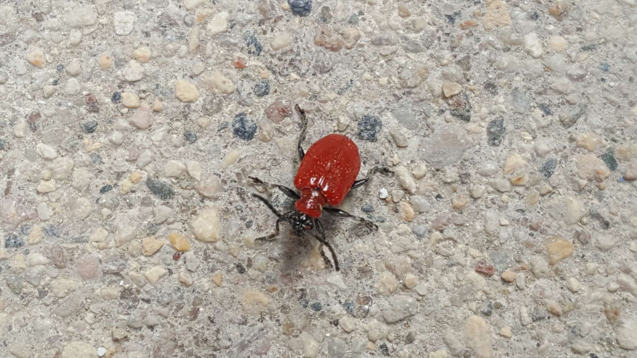 Image of Scarlet lily beetle