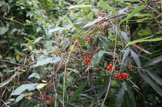 Image de Solanum lyratum Thunb.