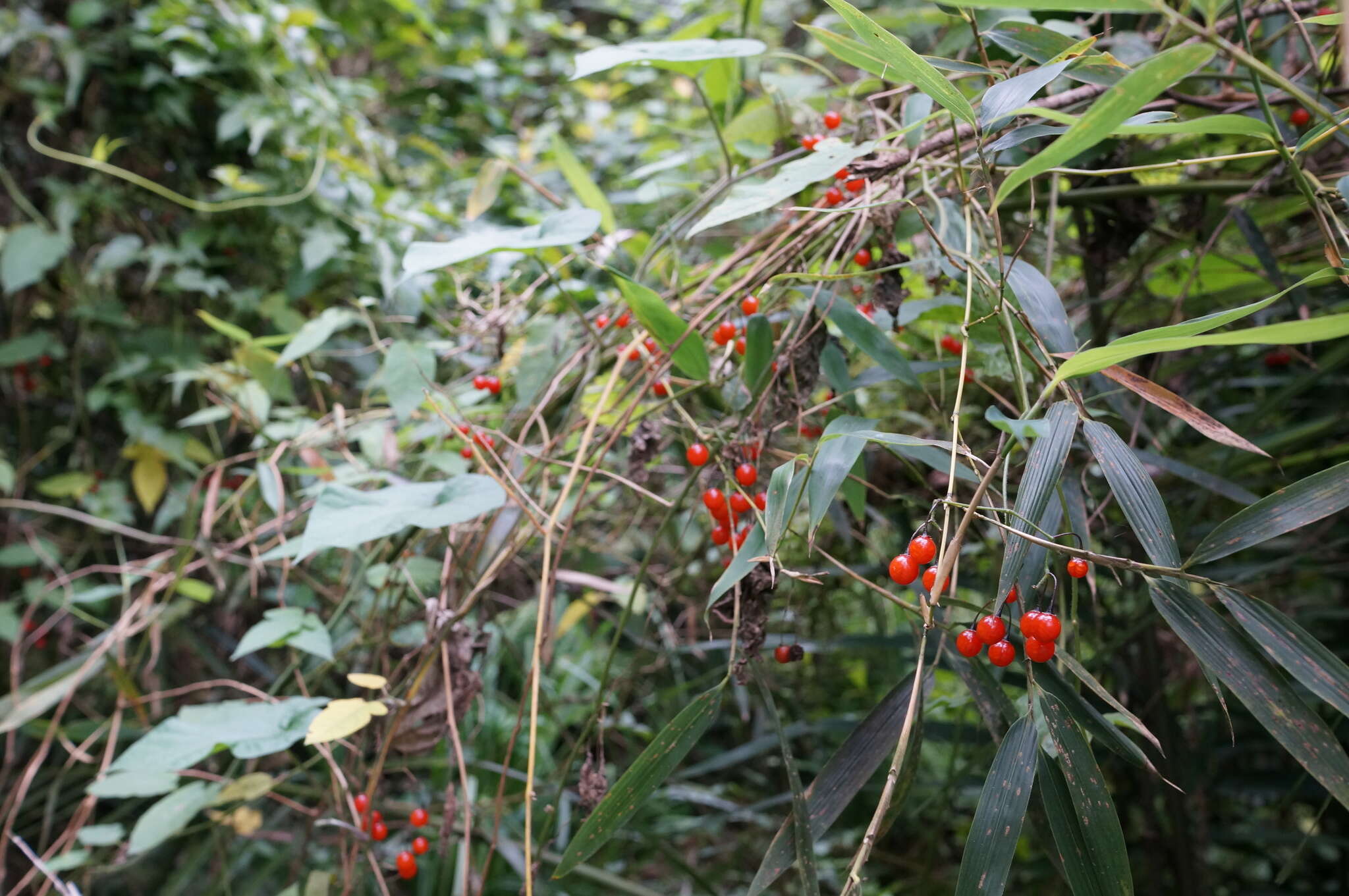 Image of Solanum lyratum Thunb.