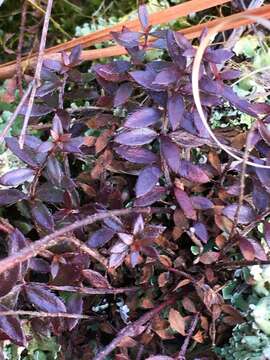 Image of Illinois pinweed