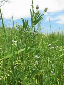 Image de Trigonella caerulea (L.) Ser.