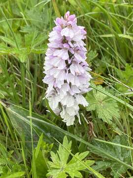 Image of Dactylorhiza maculata subsp. islandica (Á. Löve & D. Löve) Soó