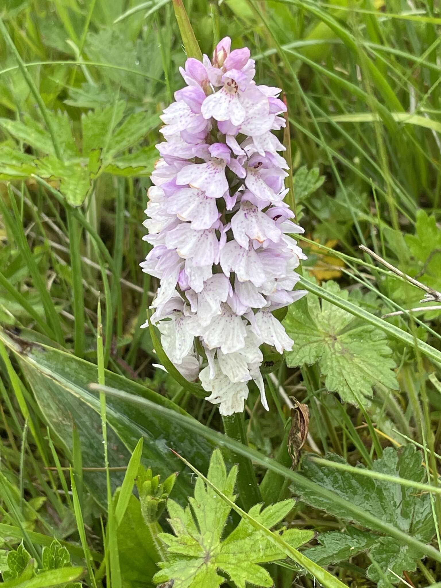 Image de Dactylorhiza maculata subsp. islandica (Á. Löve & D. Löve) Soó