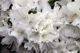 Imagem de Rhododendron mucronatum (Bl.) G. Don