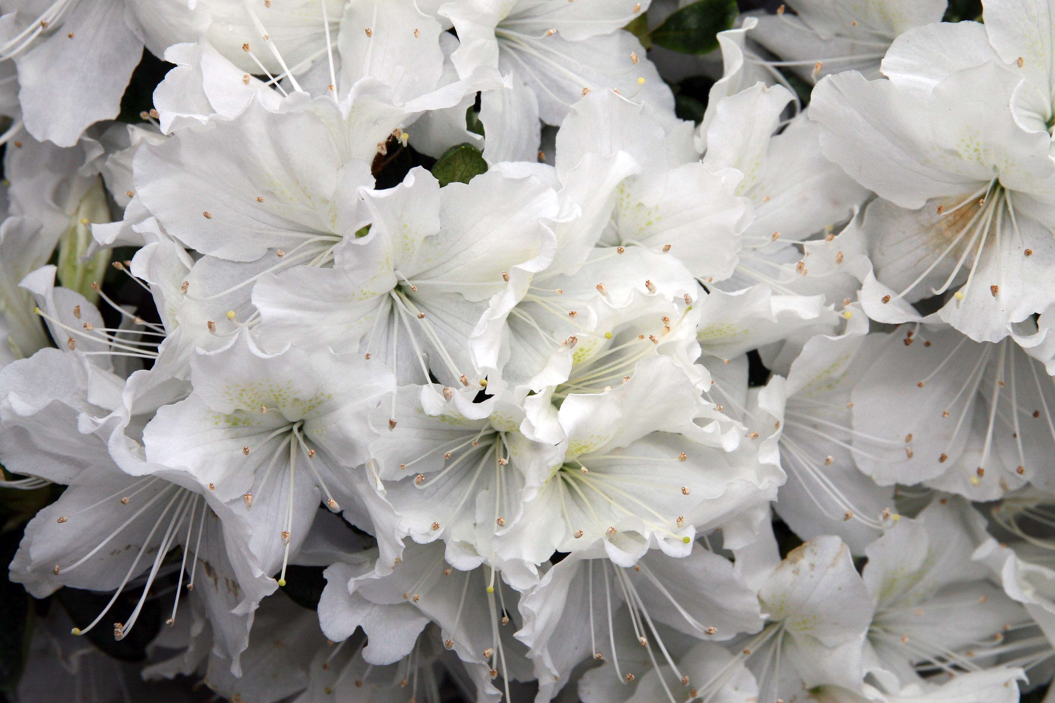 Image of Rhododendron mucronatum (Bl.) G. Don