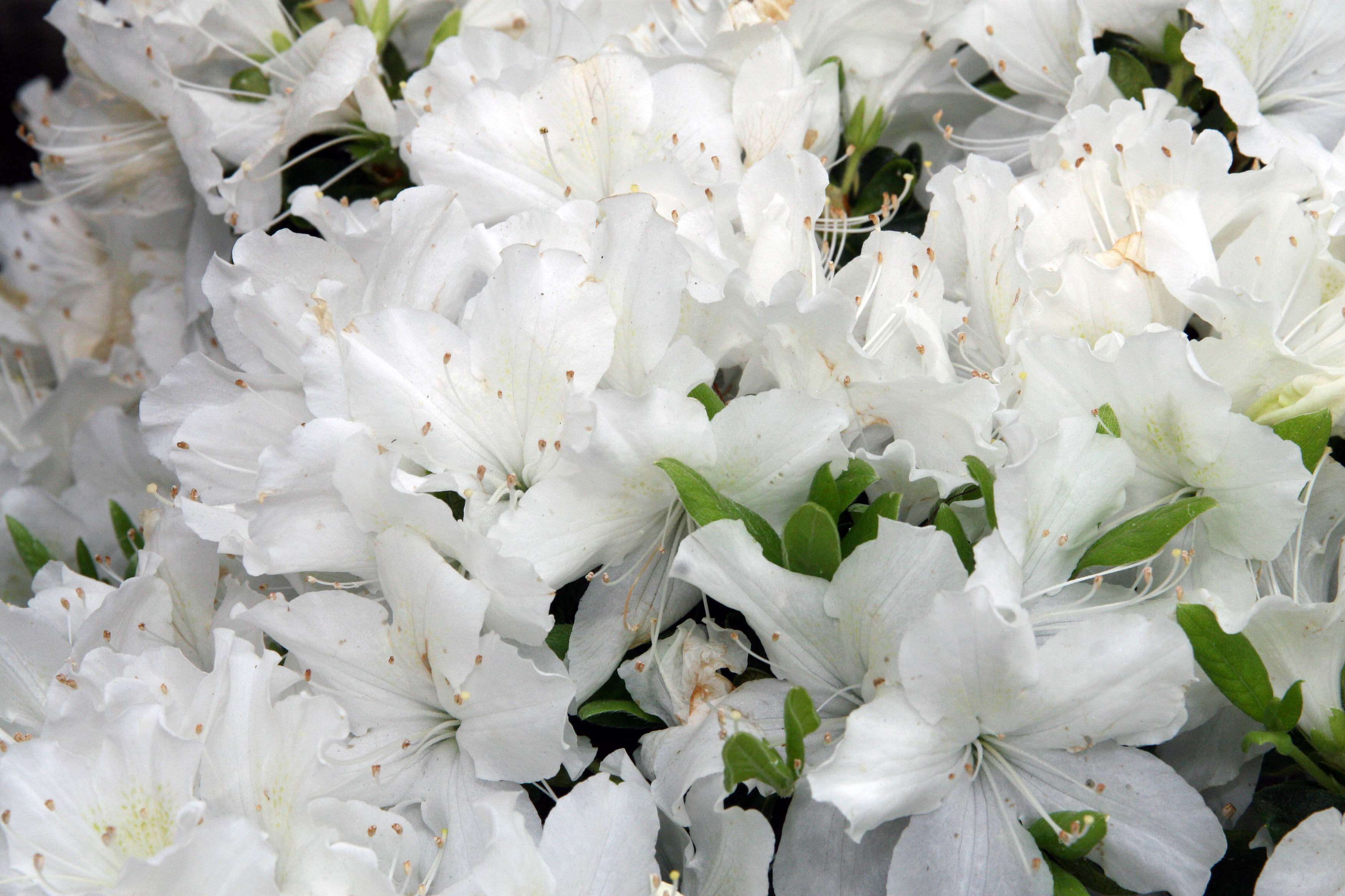 Image of Rhododendron mucronatum (Bl.) G. Don