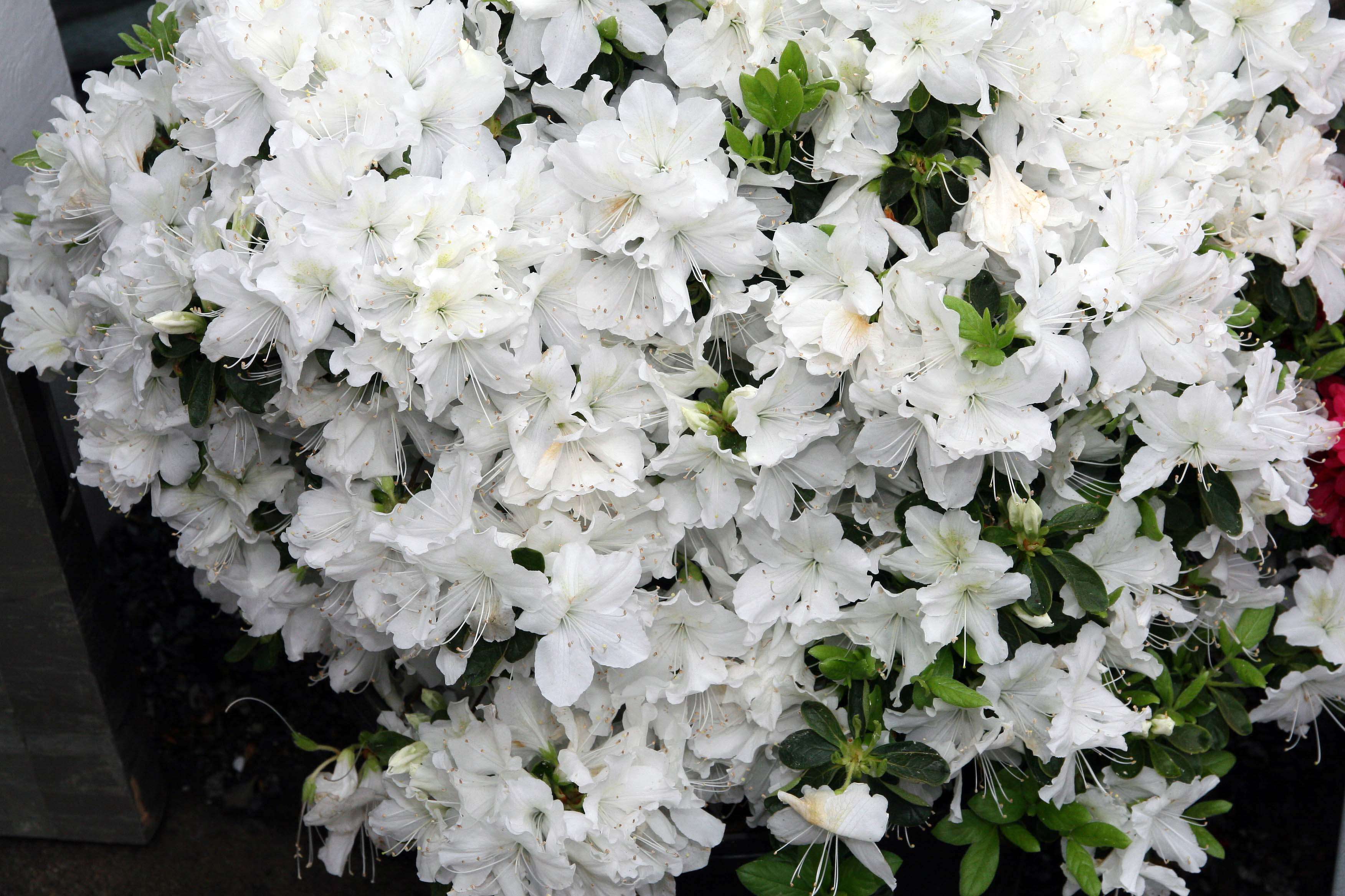 Imagem de Rhododendron mucronatum (Bl.) G. Don