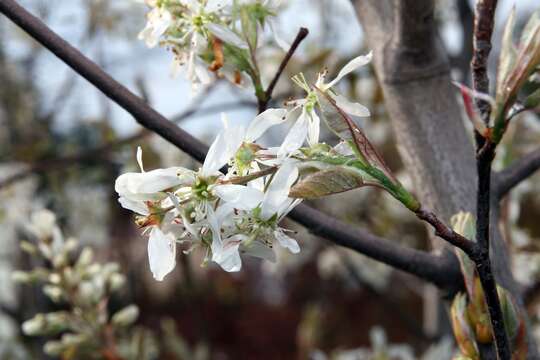 Image of Amelanchier grandiflora Rehd.