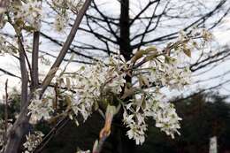 Image of Amelanchier grandiflora Rehd.