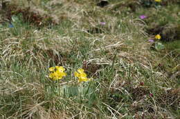 Image of Primula auricula L.