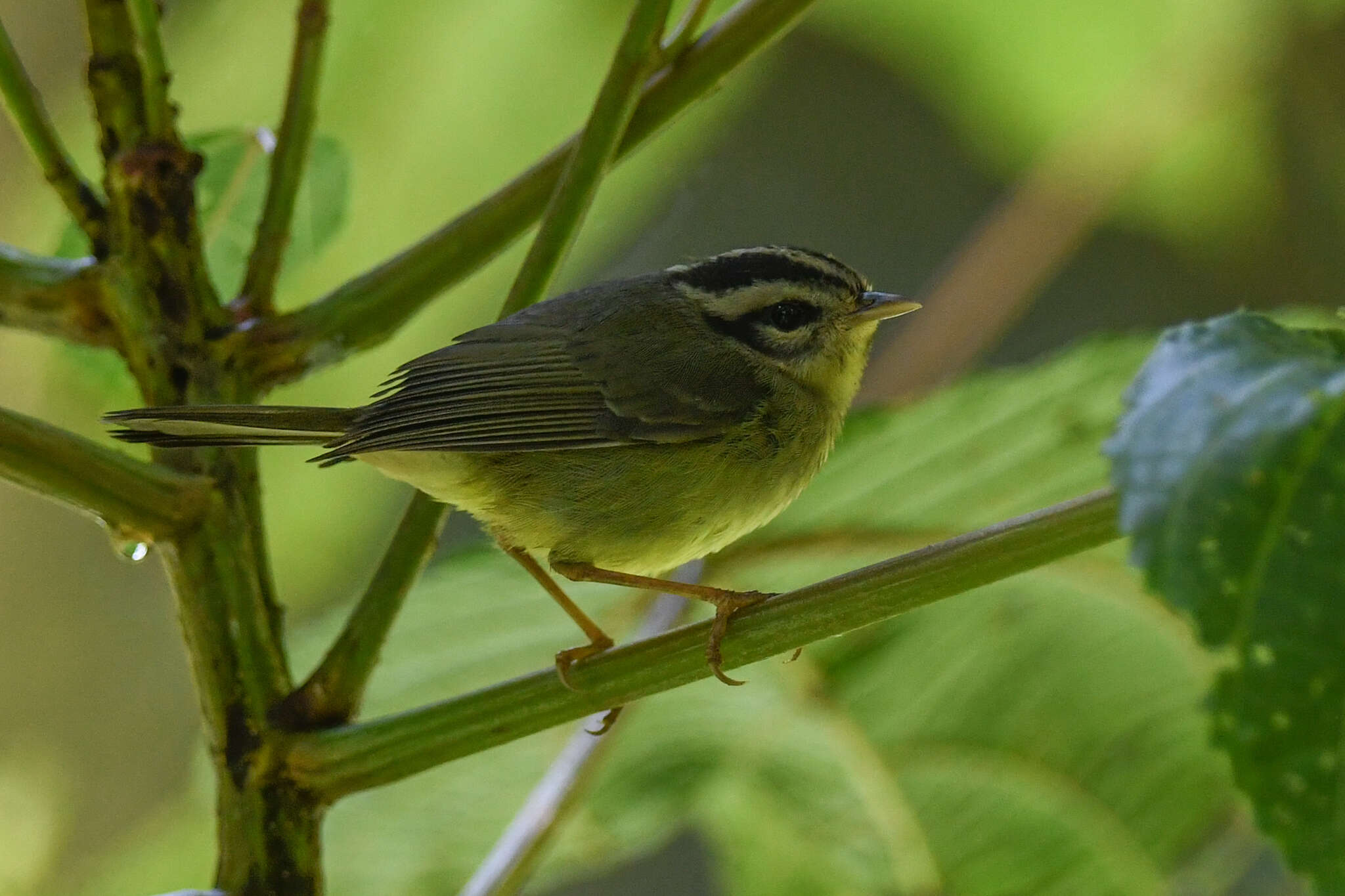 Basileuterus melanotis Lawrence 1868 resmi