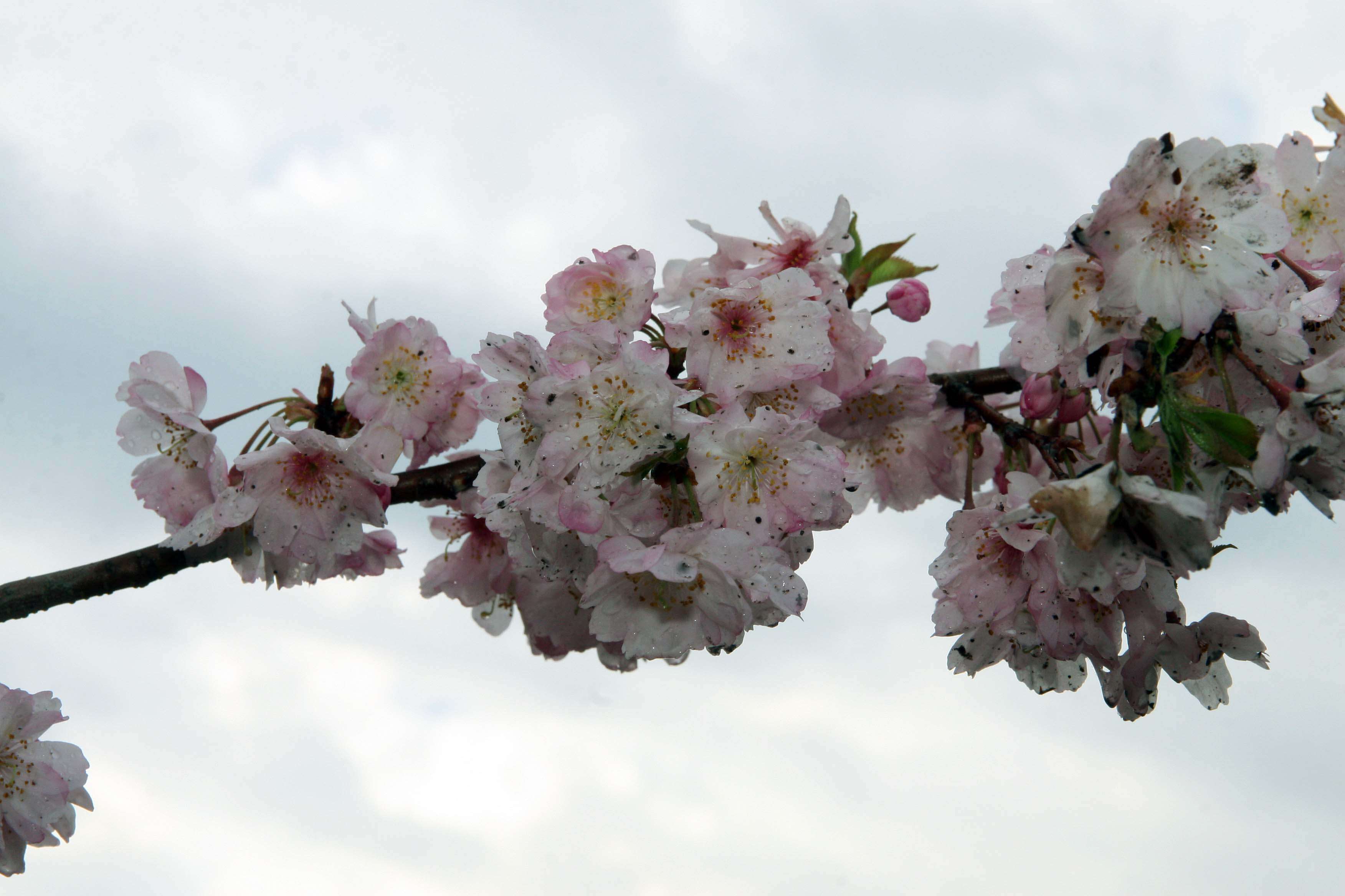 Plancia ëd Prunus subhirtella Miq.