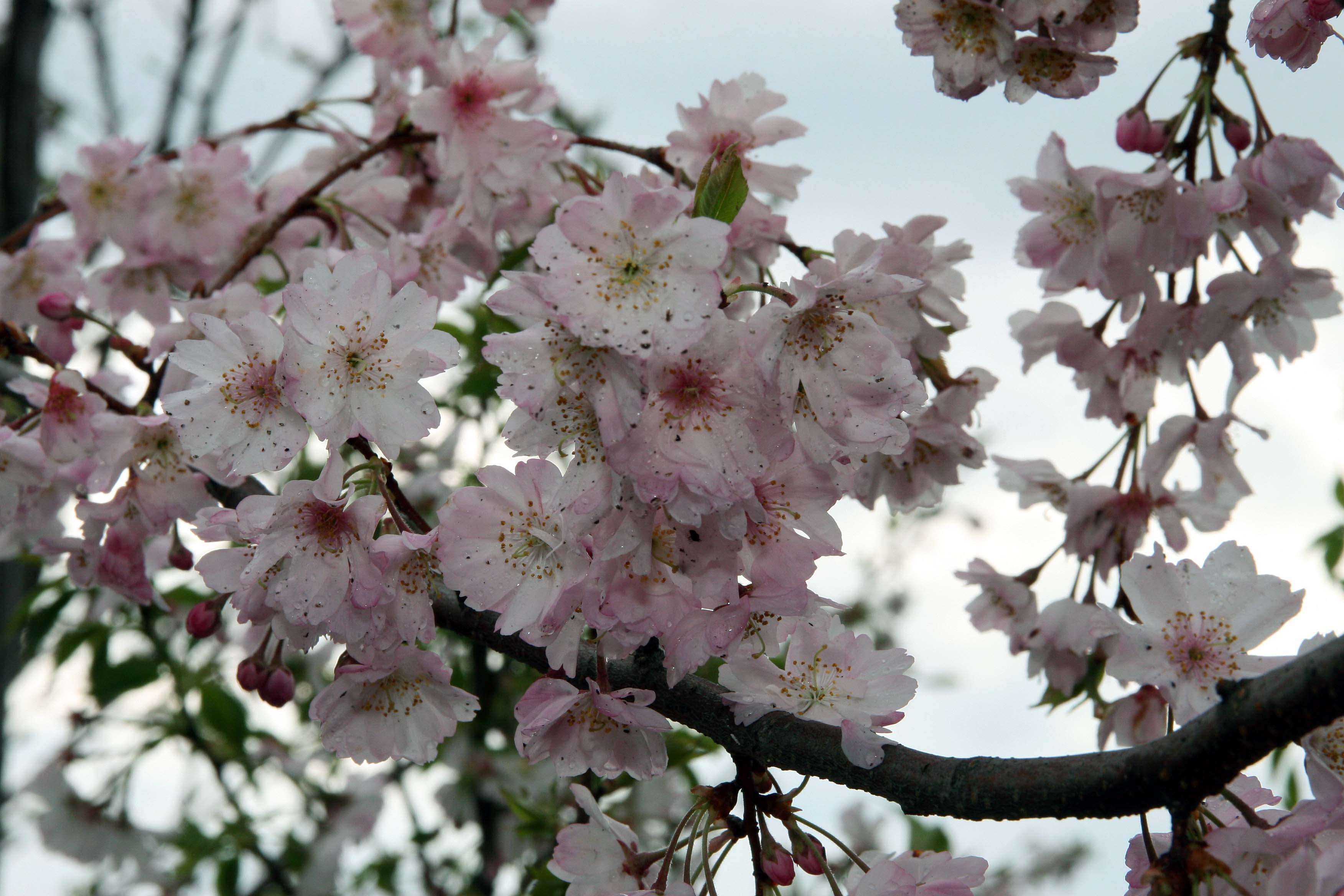 Plancia ëd Prunus subhirtella Miq.