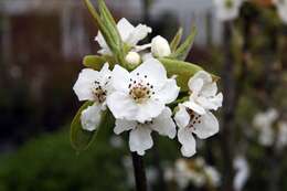 Image of Chinese pear