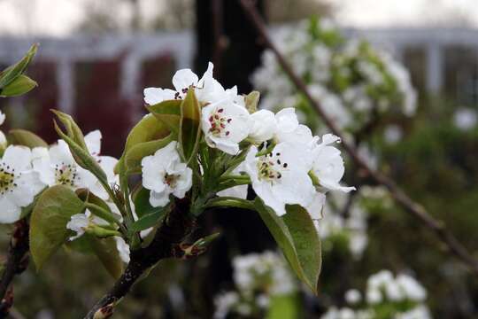 Image of Chinese pear