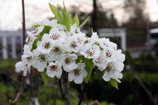 Image of Chinese pear