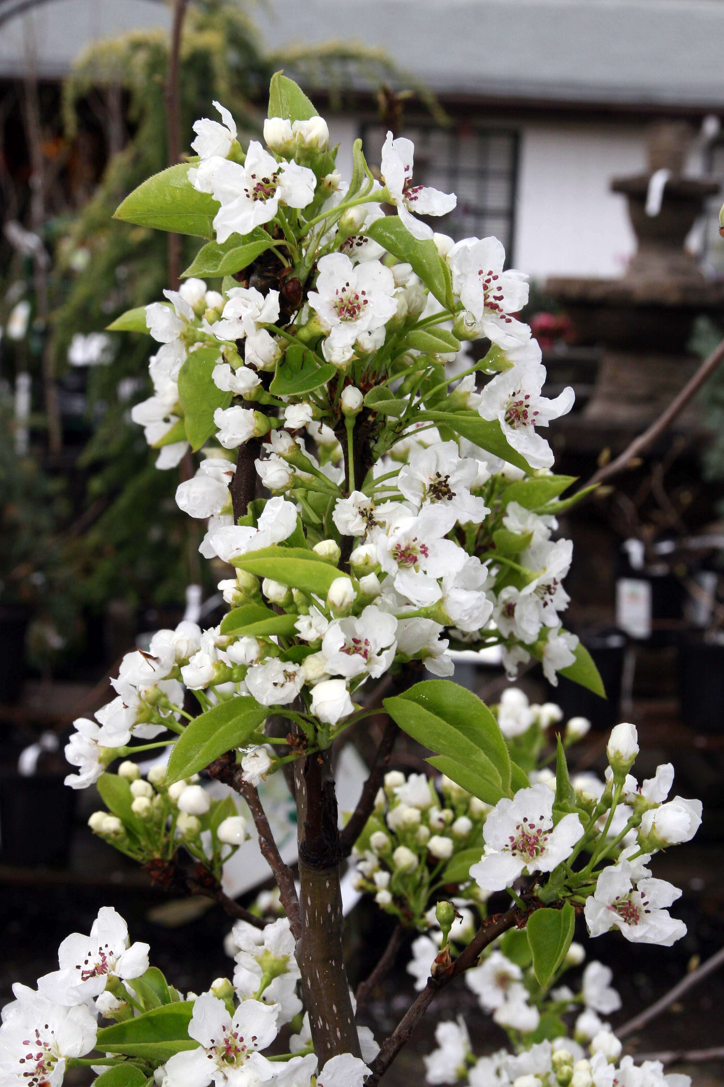 Image of Chinese pear