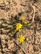 Lasthenia coronaria (Nutt.) Ornduff resmi