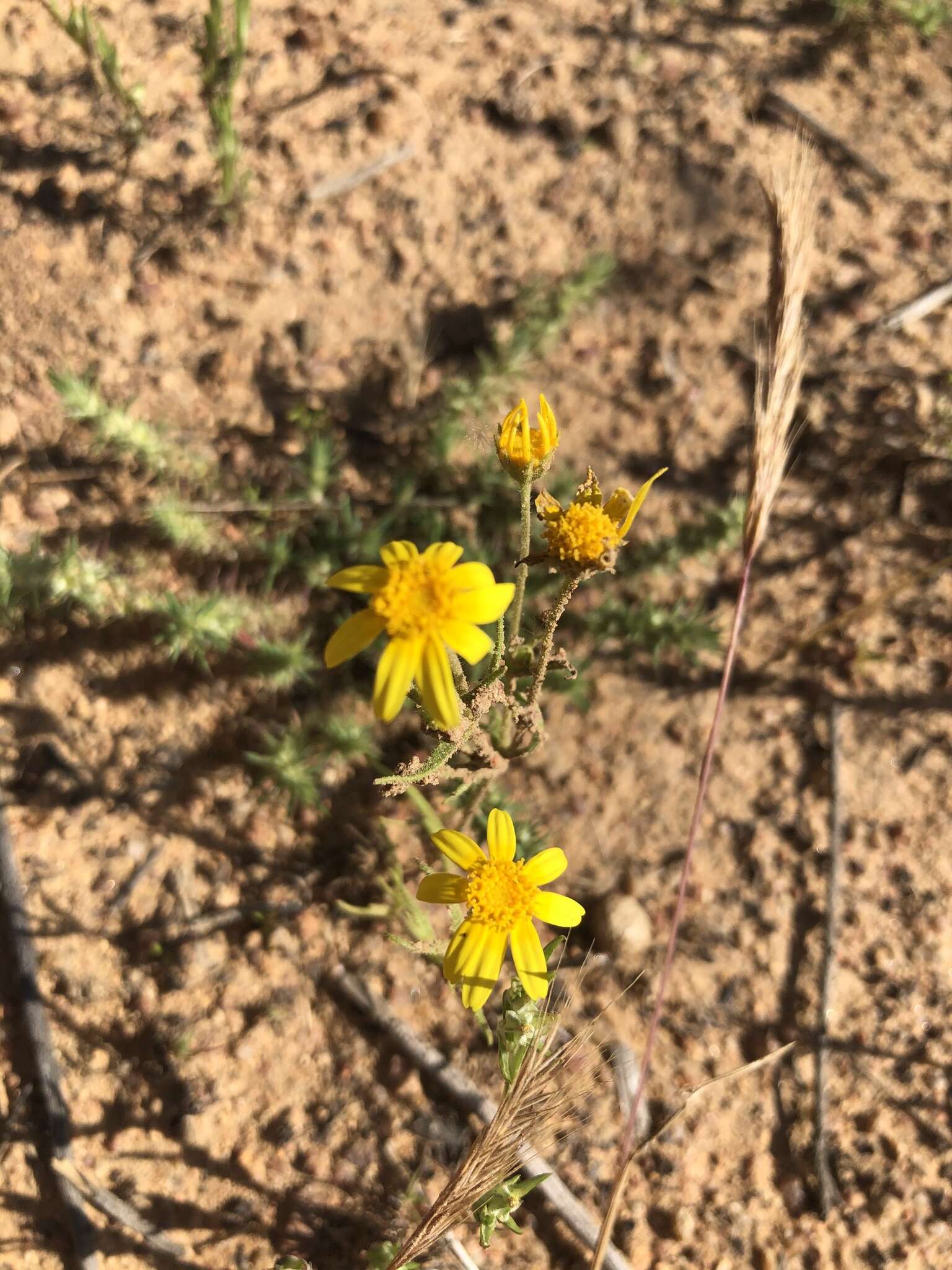 Lasthenia coronaria (Nutt.) Ornduff resmi