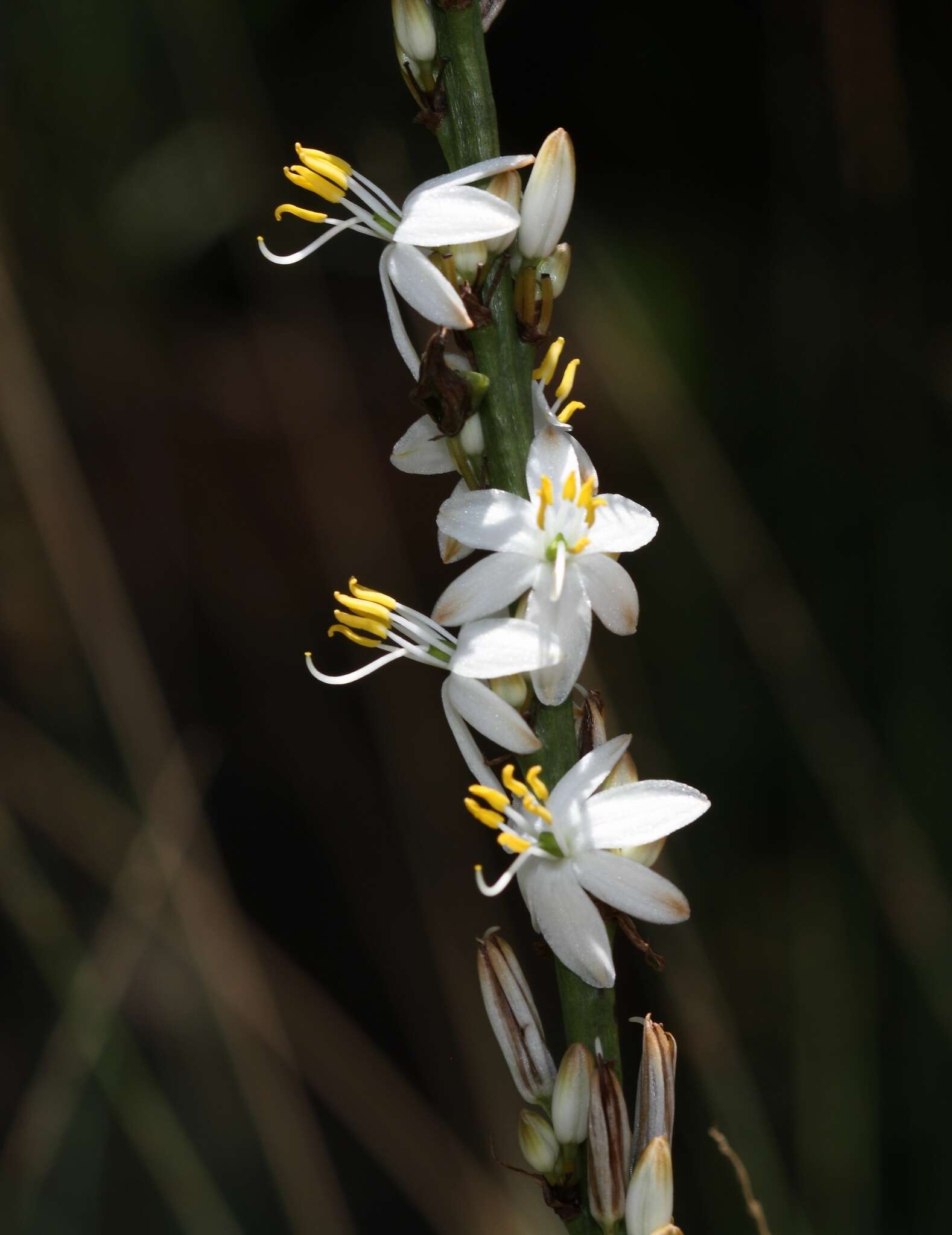 Image of Chlorophytum bowkeri Baker