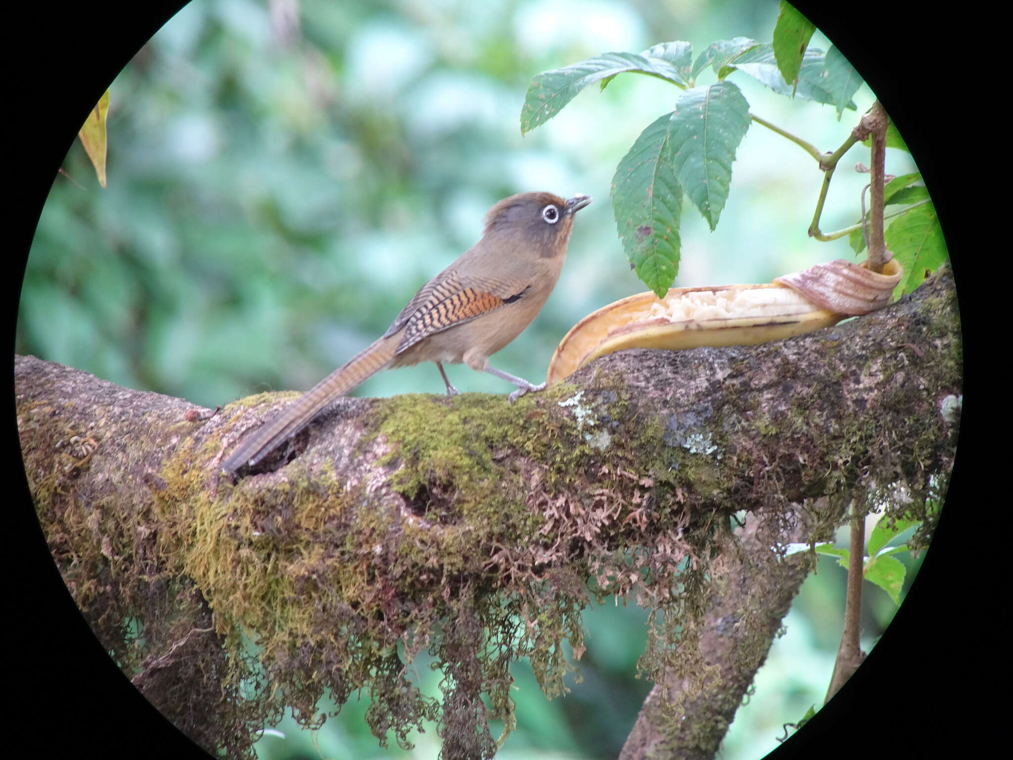 Image of Spectacled Barwing