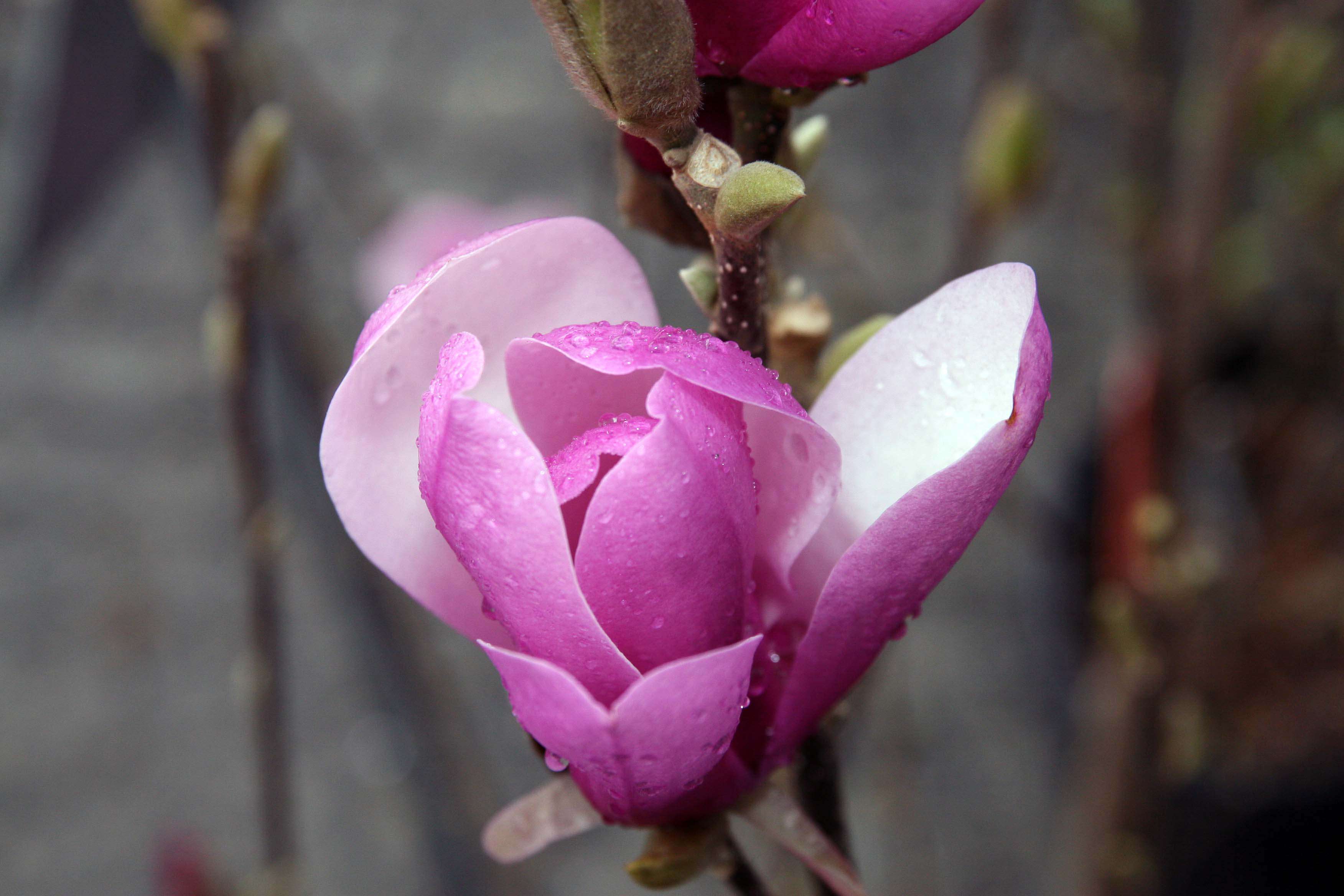 Image of Saucer magnolia