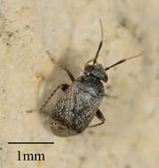 Image of Western Plant Bug