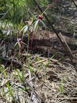 Image of Caladenia behrii Schltdl.