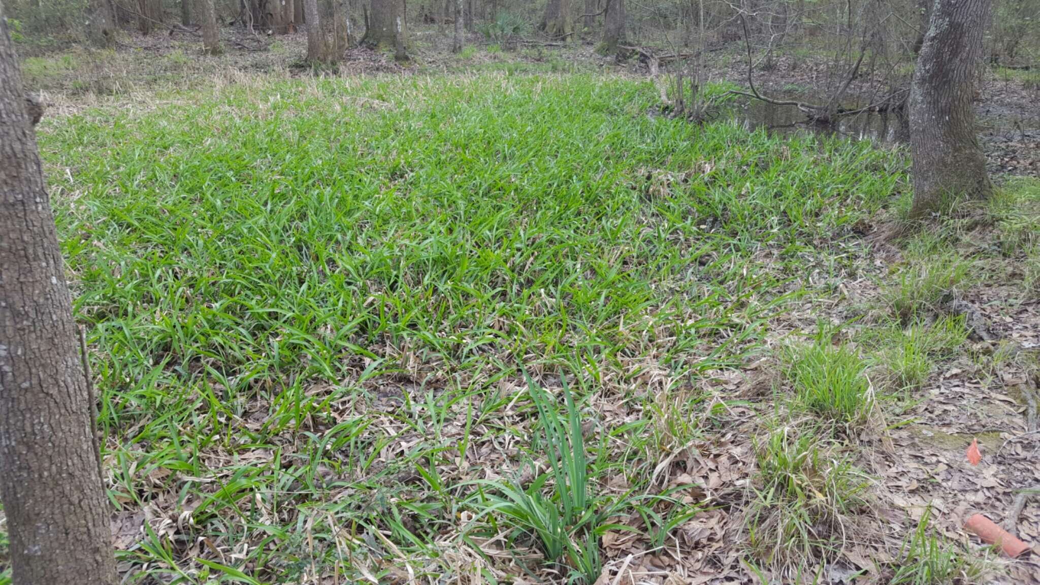 Image of Savannah-Panic Grass