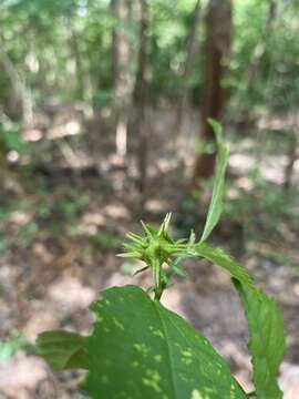 Image of gingerbush