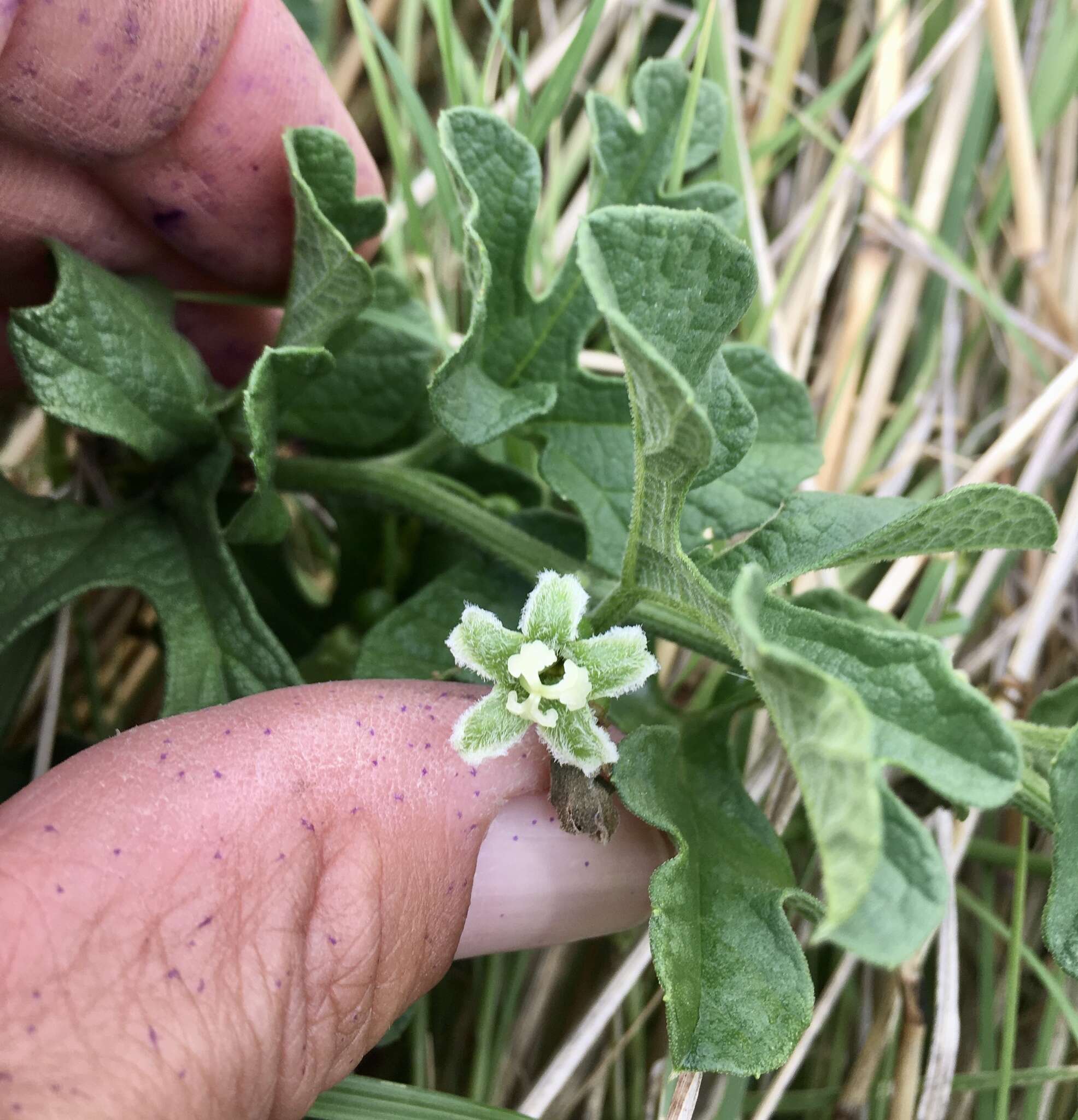 صورة Cayaponia bonariensis (Mill.) Mart. Crov.