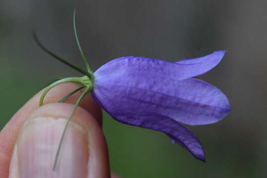 Imagem de Campanula carnica Schiede ex Mert. & W. D. J. Koch