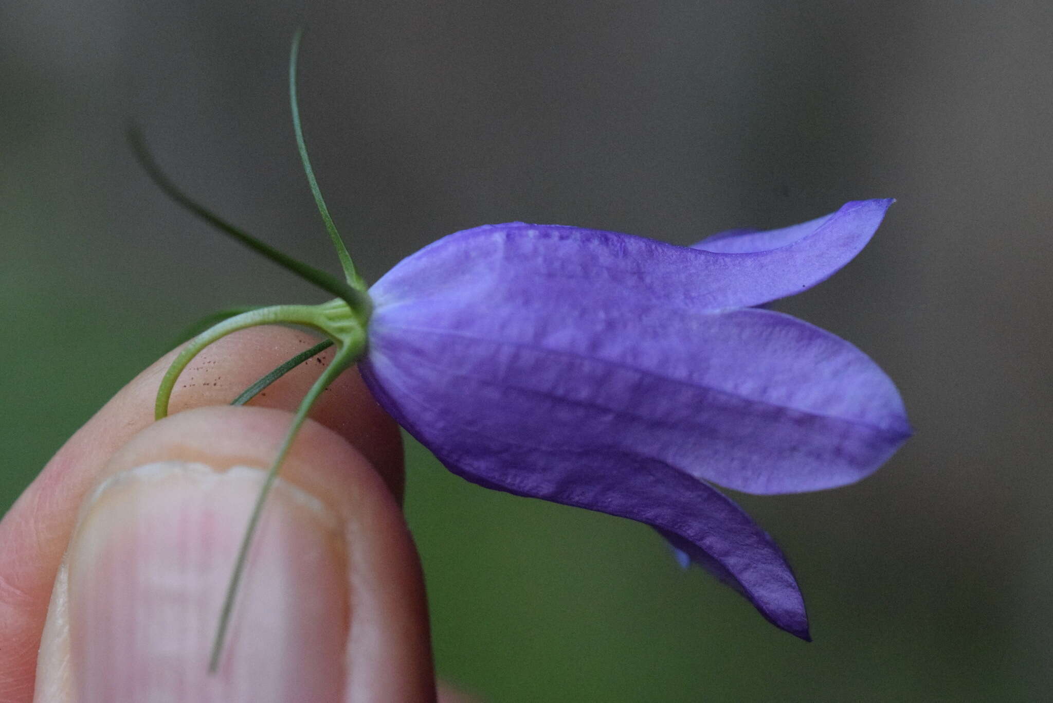 Image of Karnische Glockenblume