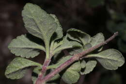 Image of Teucrium flavum subsp. flavum