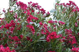 Image of Oleander