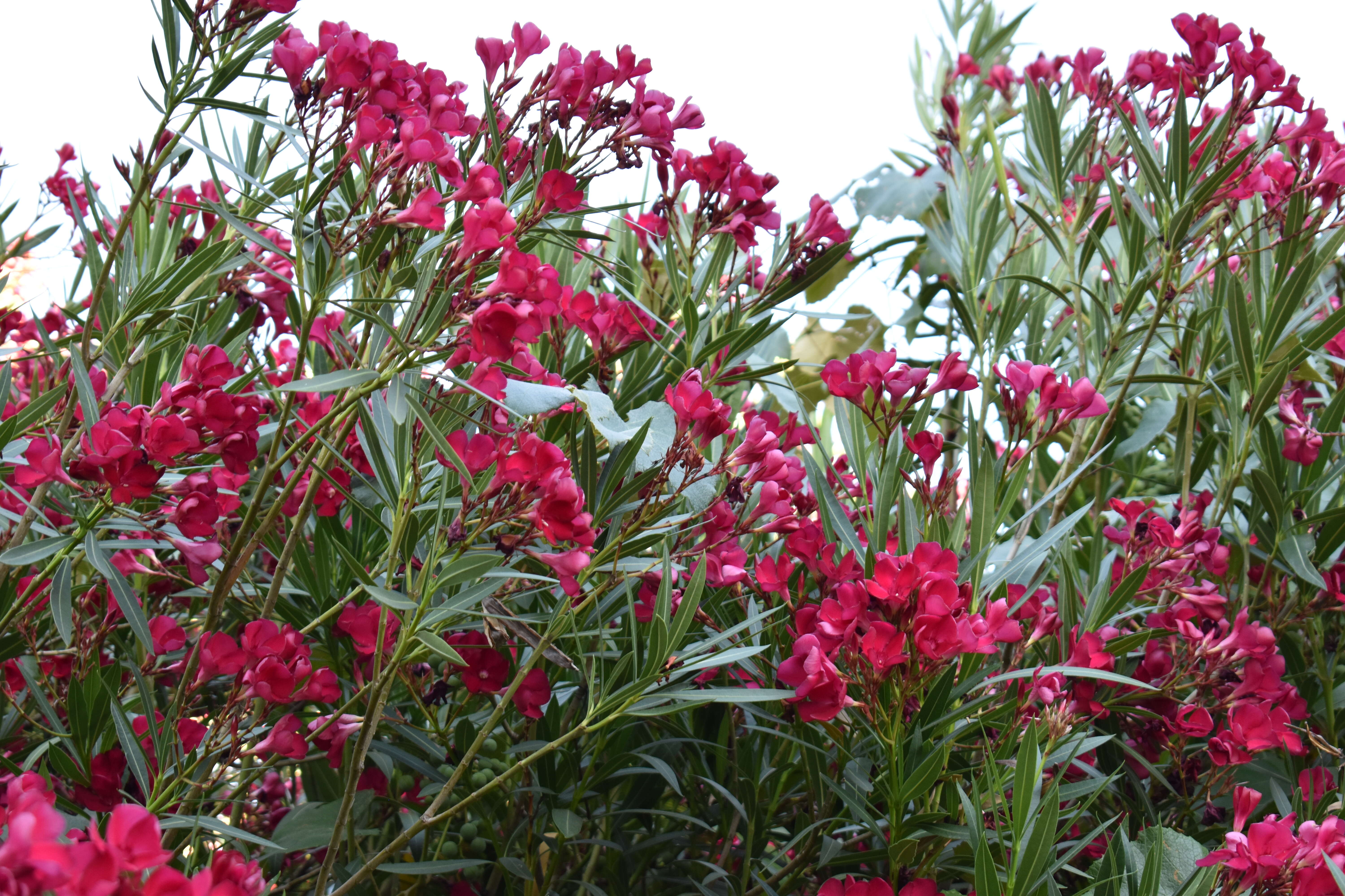 Image of Oleander