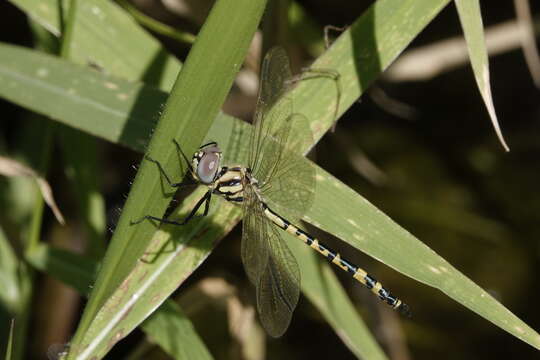 Image of Yellow-spotted Emerald