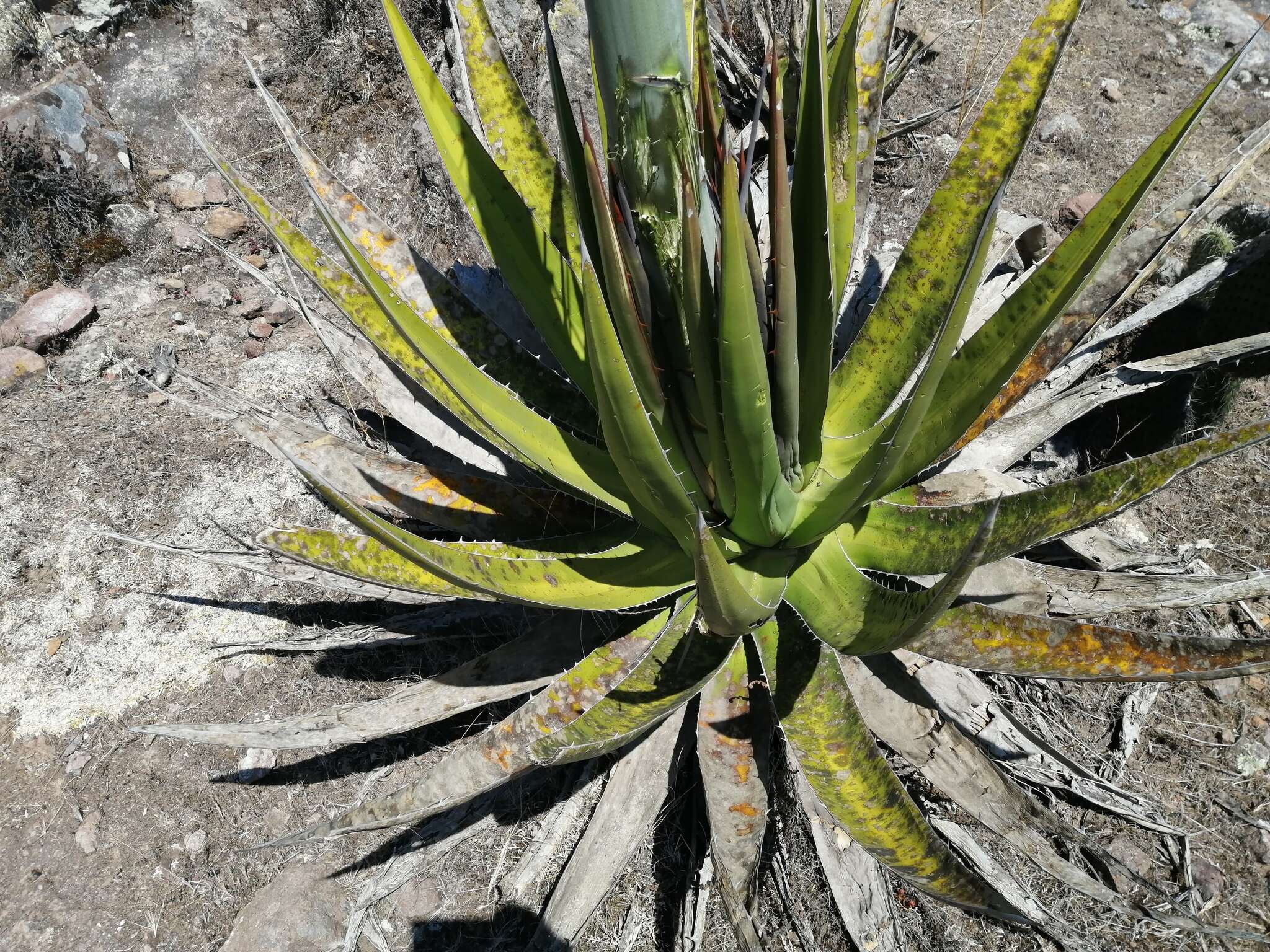 Слика од Agave triangularis Jacobi