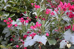 Image of Oleander