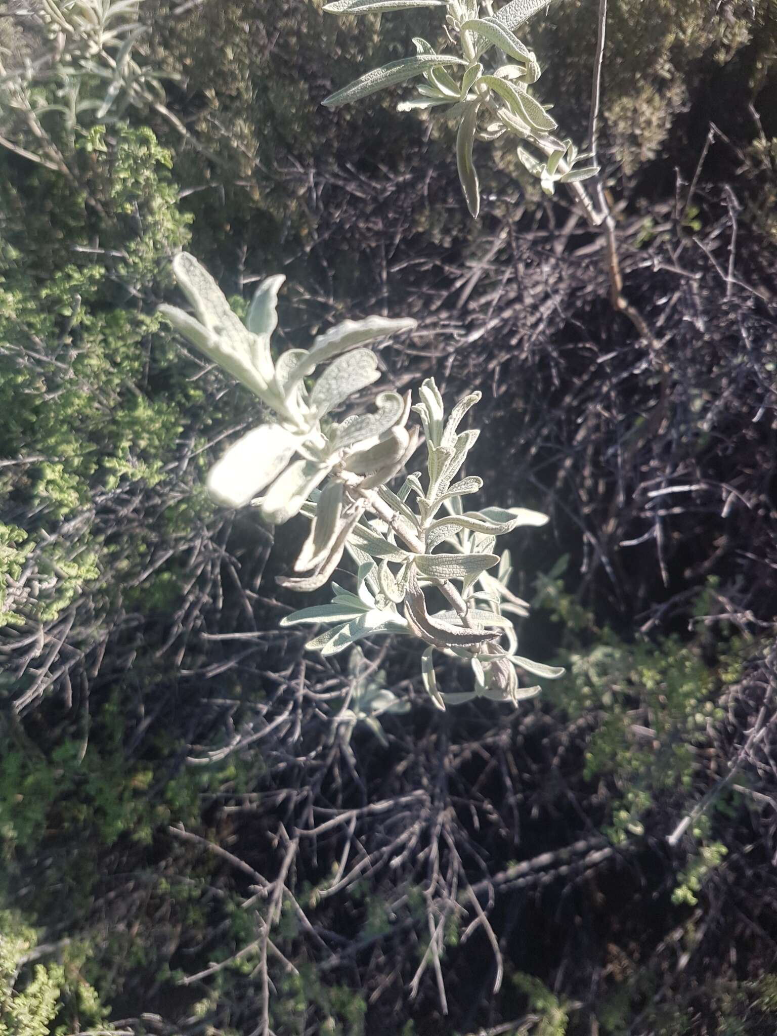 Слика од Stachys flavescens Benth.