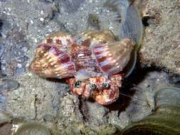 Image of jeweled anemone hermit