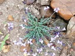 Plancia ëd Linaria amethystea (Vent.) Hoffmgg. & Link