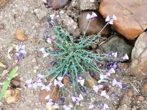 Image of Linaria amethystea (Vent.) Hoffmgg. & Link