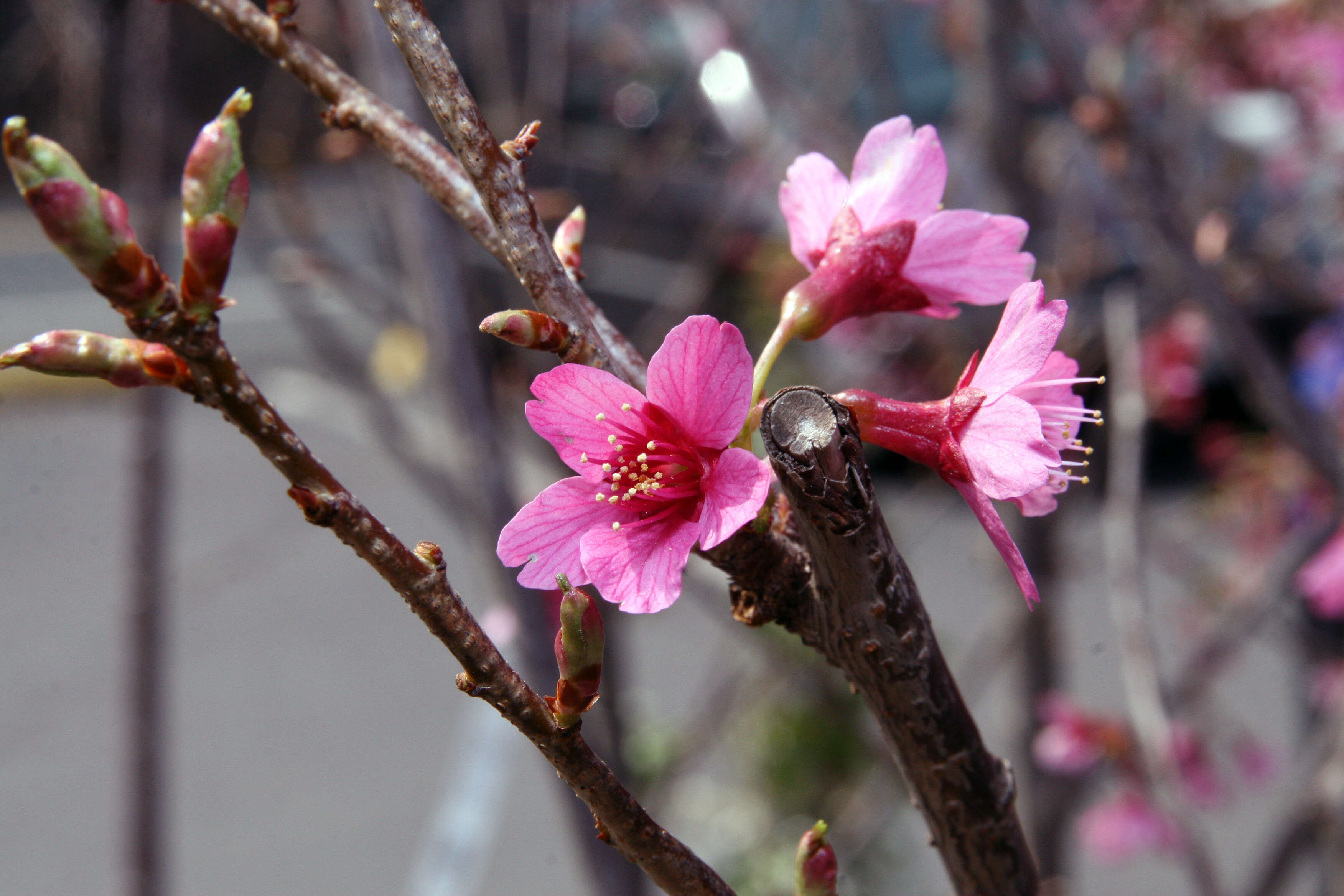 Image of hybrid cherry