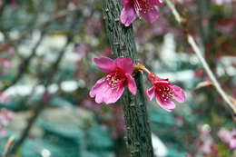 Plancia ëd Prunus yedoensis Matsum.